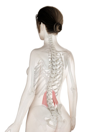 3d rendered medically accurate illustration of a womans Quadratus Lumborumの写真素材