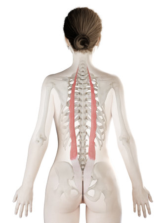 3d rendered medically accurate illustration of a womans Iliocostalis