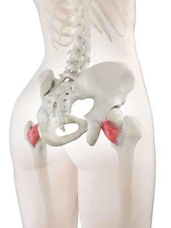 3d rendered medically accurate illustration of a womans Quadratus Femorisの写真素材