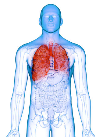 3d rendered medically accurate illustration of a diseased lungの写真素材