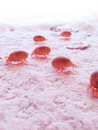 3d rendered illustration of a house dust miteの写真素材