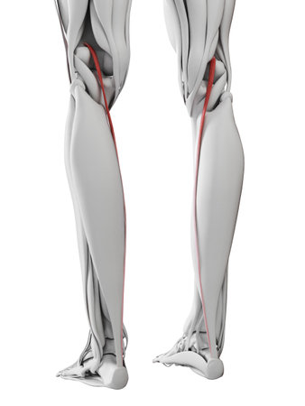 3d rendered medically accurate illustration of the plantarisの写真素材