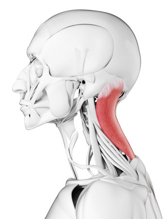 3d rendered medically accurate illustration of the splenius capitisの写真素材