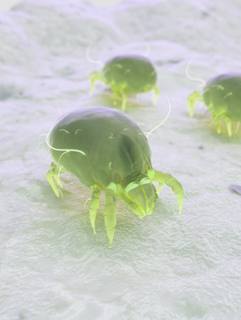 3d rendered illustration of a house dust mite