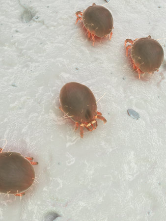 3d rendered illustration of a house dust mite