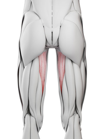 3d rendered medically accurate illustration of the abductor magnus