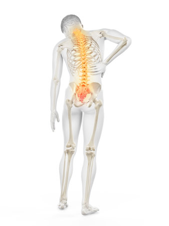 3d rendered medically accurate illustration of a mans painful backの写真素材
