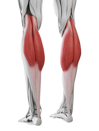 3d rendered medically accurate illustration of the gastrocnemiusの写真素材