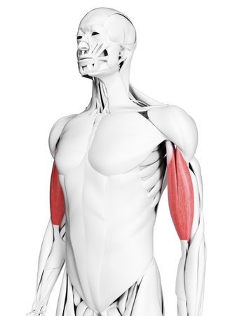 3d rendered medically accurate illustration of the bicepsの写真素材