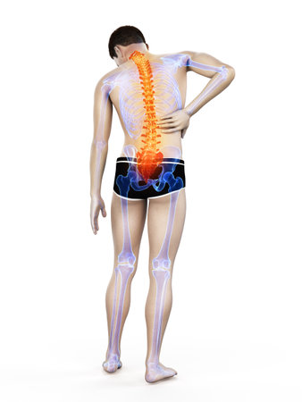 3d rendered medically accurate illustration of a mans painful backの写真素材