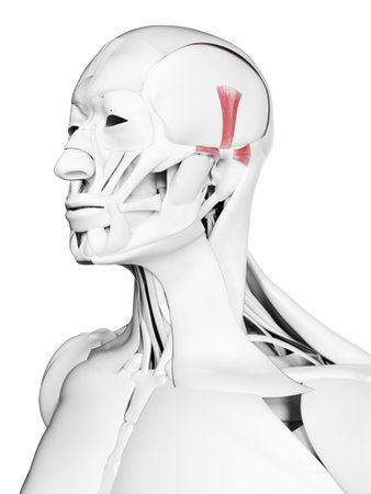 3d rendered medically accurate illustration of the auricularis muscles
