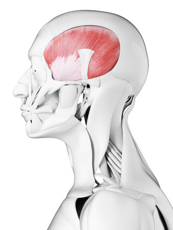 3d rendered medically accurate illustration of the temporalis