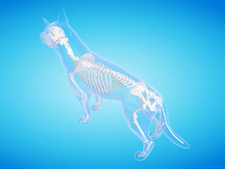 3d rendered medically accurate illustration of the dogs skeletal systemの写真素材