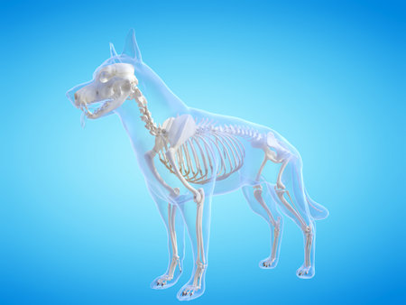 3d rendered medically accurate illustration of the dogs skeletal systemの写真素材