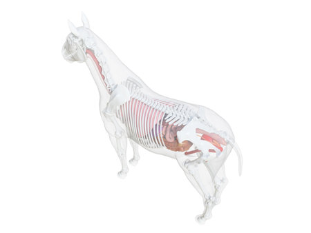 3d rendered medically accurate illustration of the horse anatomyの写真素材