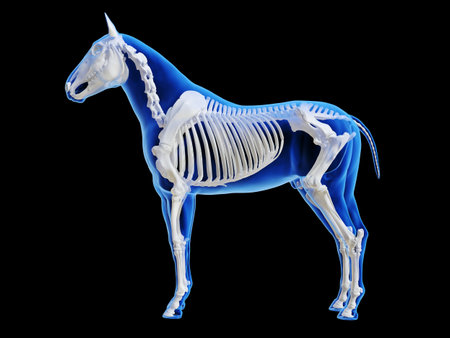 3d rendered medically accurate illustration of the horse skeletal systemの写真素材