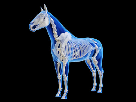3d rendered medically accurate illustration of the horse skeletal systemの写真素材