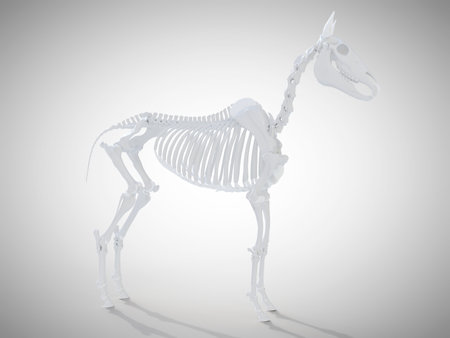 3d rendered medically accurate illustration of the horse skeletal systemの写真素材