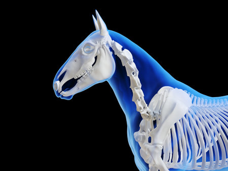 3d rendered medically accurate illustration of the horse skeletal systemの写真素材