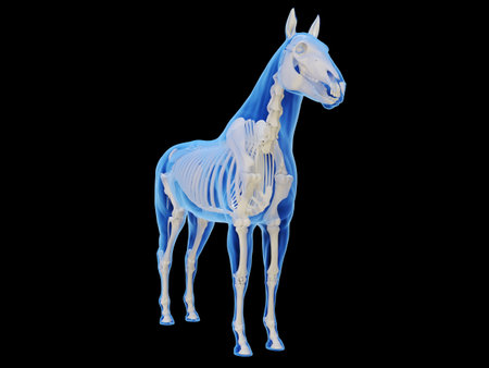 3d rendered medically accurate illustration of the horse skeletal systemの写真素材