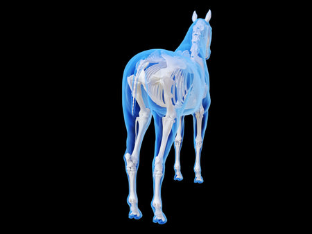 3d rendered medically accurate illustration of the horse skeletal systemの写真素材