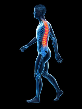 3d rendered medically accurate illustration of a painful backの写真素材
