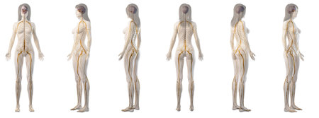 3d rendered medically accurate illustration of a womans nervous system