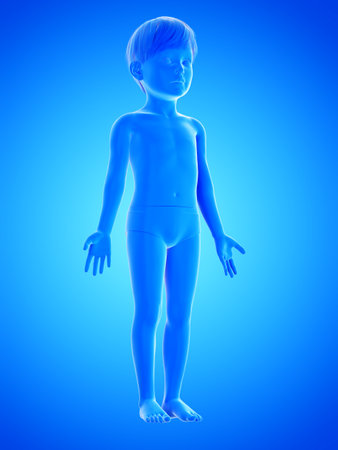 3d rendered medically accurate illustration of a childs bodyの写真素材
