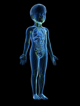 3d rendered medically accurate illustration of a childs lymphatic systemの写真素材