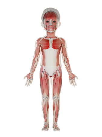 3d rendered medically accurate illustration of a childs muscle systemの写真素材