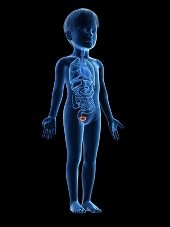 3d rendered medically accurate illustration of a childs bladderの写真素材