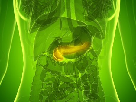 3d rendered medically accurate illustration of a womans pancreasの写真素材