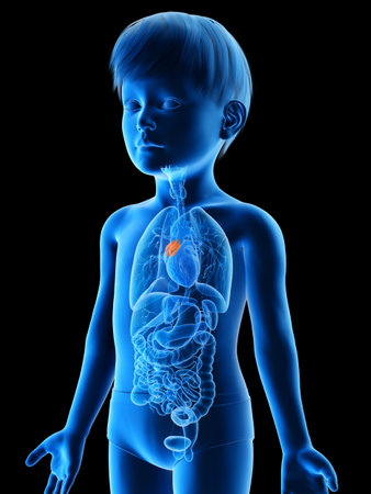 3d rendered medically accurate illustration of a boys thymus glandの写真素材