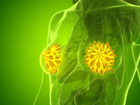 3d rendered medically accurate illustration of a womans mammary glandsの写真素材