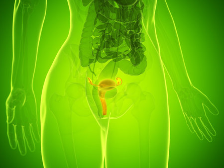 3d rendered medically accurate illustration of a womans uterusの写真素材