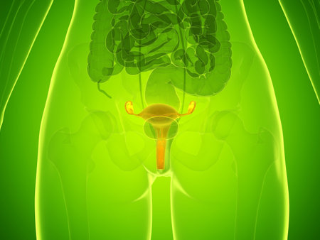 3d rendered medically accurate illustration of a womans uterusの写真素材