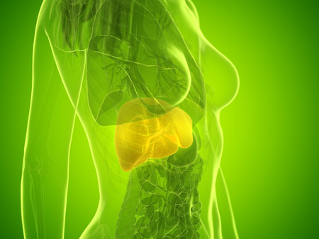 3d rendered medically accurate illustration of a womans liverの写真素材