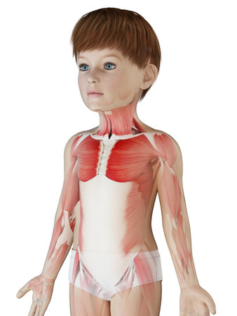 3d rendered medically accurate illustration of a boys muscle anatomyの写真素材