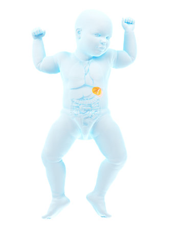 3d rendered medically accurate illustration of a babys spleenの写真素材