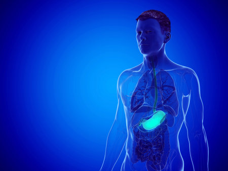 3d rendered medically accurate illustration of a mans stomach