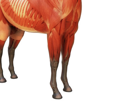 3d rendered medically accurate illustration of the horse anatomy - muscle systemの写真素材