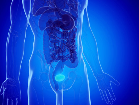 3d rendered medically accurate illustration of a mans bladderの写真素材