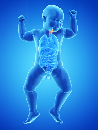 3d rendered medically accurate illustration of a babys thyroidの写真素材