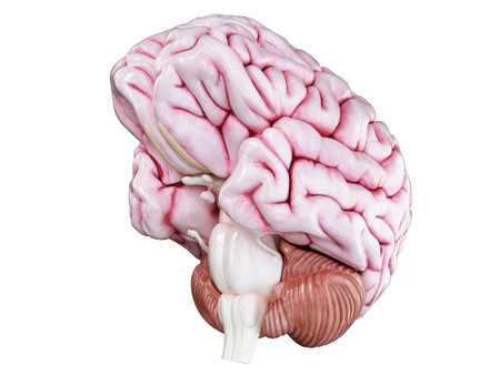 3d rendered medically accurate illustration of a human brain isolated on white