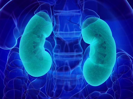 3d rendered medically accurate illustration of a mans kidneys