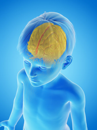 3d rendered medically accurate illustration of a childs brainの写真素材