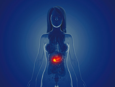3d rendered medically accurate illustration of a womans pancreasの写真素材