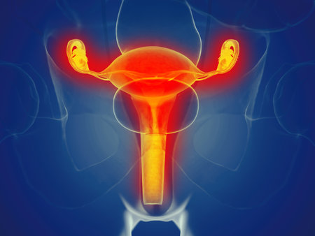 3d rendered medically accurate illustration of a womans uterusの写真素材