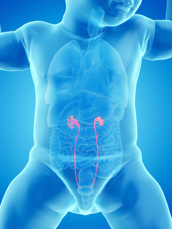 3d rendered medically accurate illustration of a babys uretersの写真素材