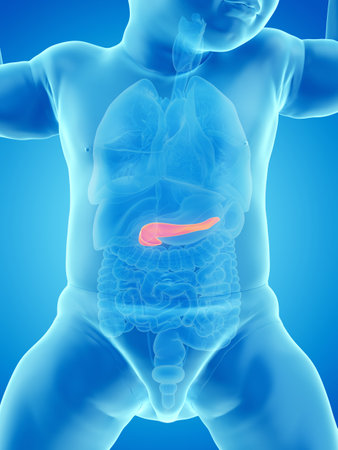 3d rendered medically accurate illustration of a babys pancreasの写真素材